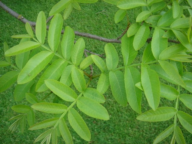 Pterocarya stenoptera